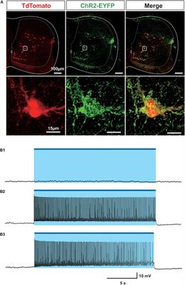 Spinal V3 Interneurons and Left–Right Coordination in Mammalian Locomotion